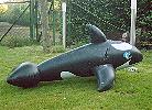 schwarzer Wal