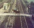 Pferde auf Bahn&uuml;bergang
